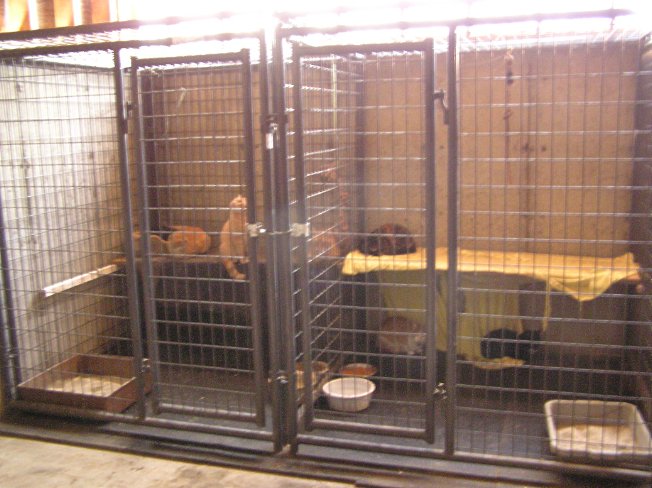 cat kennel large